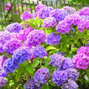 Reblooming Hydrangea Plant - Live Bush Shrub 5-8" Tall - Change Colors Garden Ready