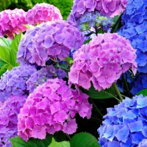 Reblooming Hydrangea Plant - Live Bush Shrub 5-8