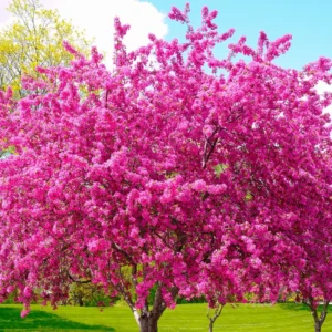 Red Bud Tree Plant Live - 1 Year Old Tree in Quart Pot with Pink Blooms