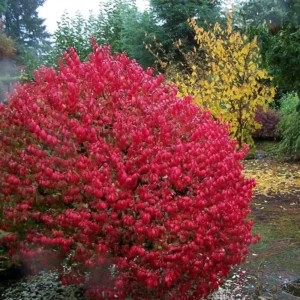 Red Burning Bush Shrub - Vibrant Fall Foliage - 6-10 Inches - Hardy Shrub