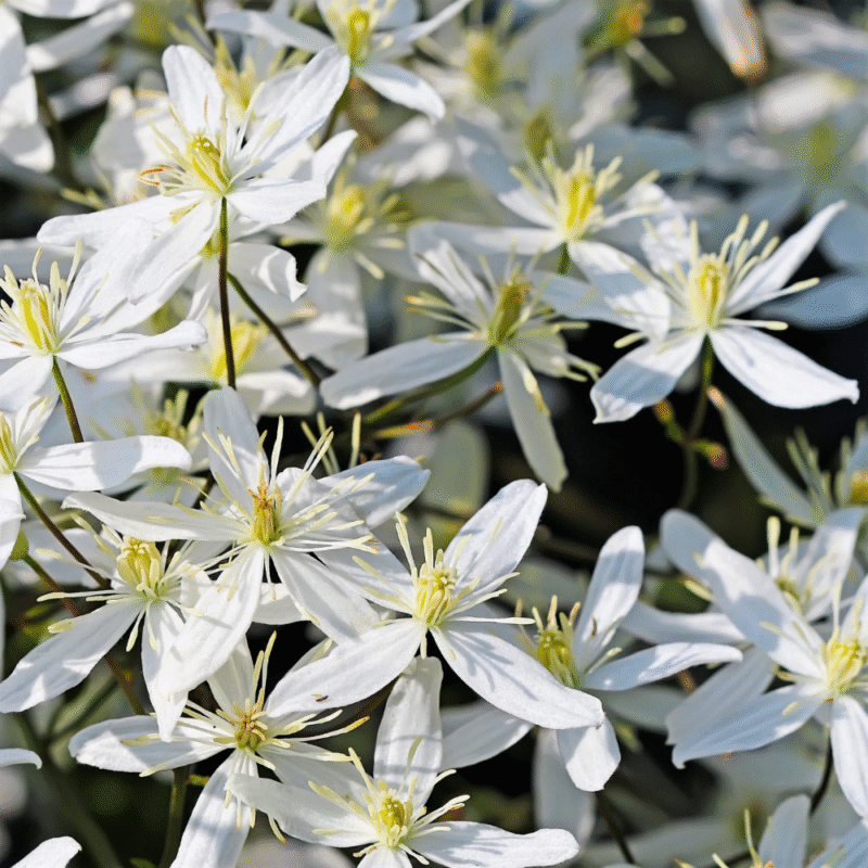 Flowering Clematis Live Plant - 2.5" Pot - Climbing Vine for Garden Trellis - Image 3