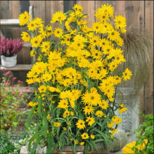 mexicansunfloweryellow1