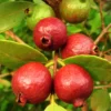 Strawberry Guava Tree - Live Plant - Half-Gallon Pot - Tropical Fruit Tree