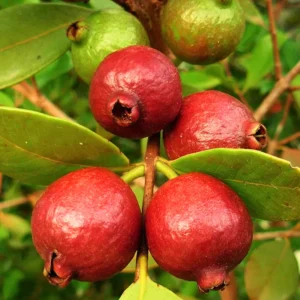 Strawberry Guava Tree - Live Plant - Half-Gallon Pot - Tropical Fruit Tree