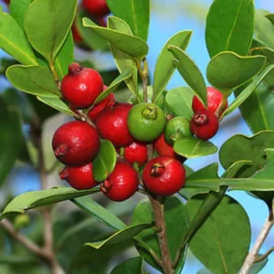 Strawberry Guava Tree - Live Plant - Half-Gallon Pot - Tropical Fruit Tree