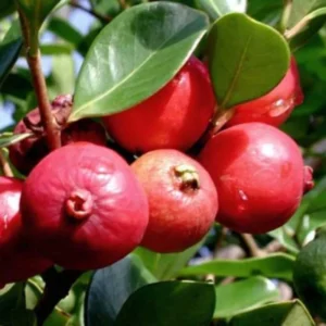 Strawberry Guava Tree - Live Plant - Half-Gallon Pot - Tropical Fruit Tree