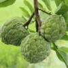 Sugar Apple Tree Plant - Tropical Fruit Tree 8-10 Inches Tall