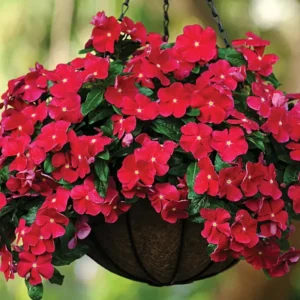 Vinca Flower Live Plant 4