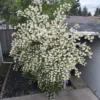 White Mock Orange Tree Live Plant - Fragrant Philadelphus - 9-17 Inch Potted Bush