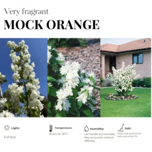 White Mock Orange Tree Live Plant - Fragrant Philadelphus - 9-17 Inch Potted Bush