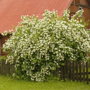 White Mock Orange Tree Live Plant - Fragrant Philadelphus - 9-17 Inch Potted Bush