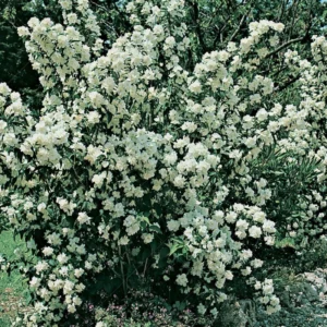 White Mock Orange Tree Live Plant - Fragrant Philadelphus - 9-17 Inch Potted Bush