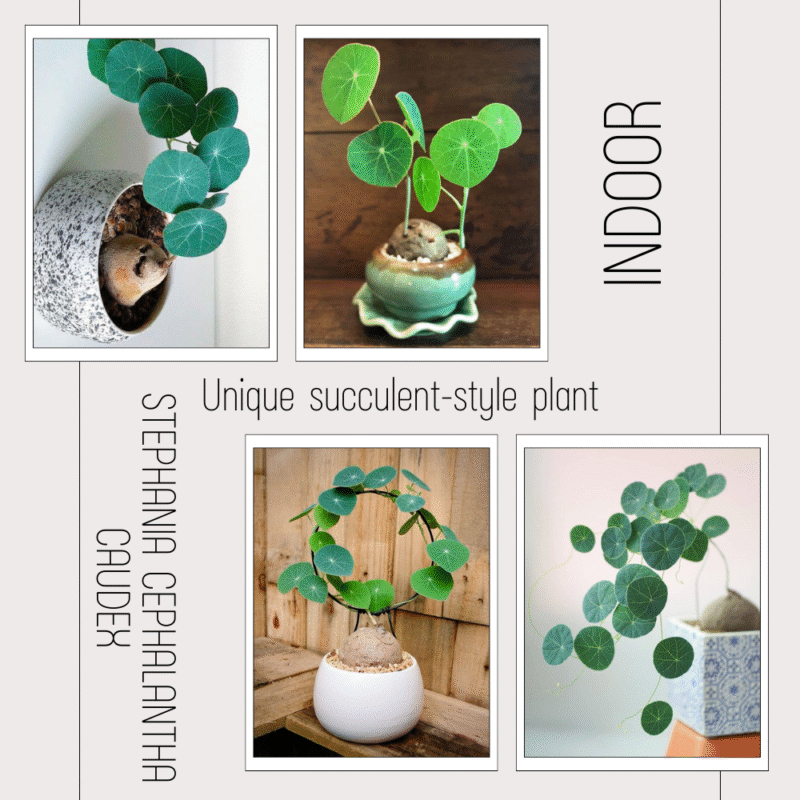 Caudex Plant Stephania Cephalantha Live Succulent - 2.5 Inch Rare Indoor Houseplant - Image 4