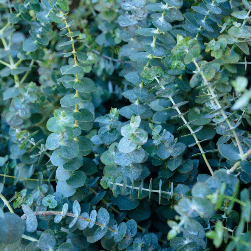 Baby Blue Eucalyptus Live Plant - 2.5 inch Potted Starter Plant - Indoor/Outdoor