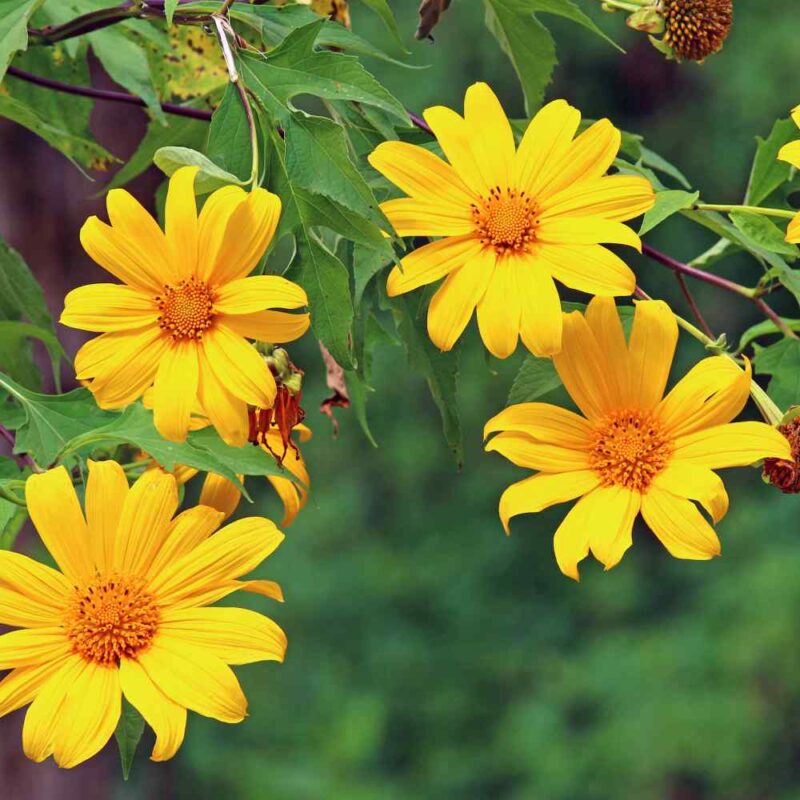 mexicansunfloweryellow1