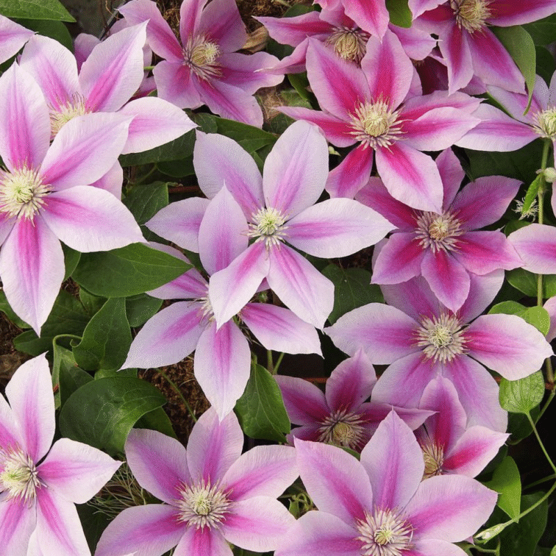 Flowering Clematis Live Plant - 2.5" Pot - Climbing Vine for Garden Trellis - Image 2