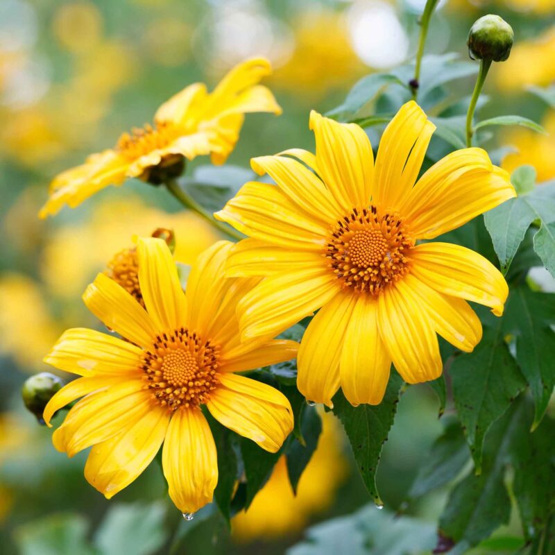 Mexican Sunflower Plant - 10-14 inch Tall - Orange Blooms - 4-inch Pot - Image 2