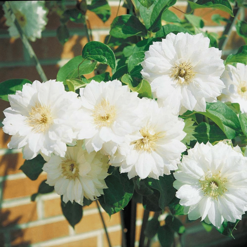 Flowering Clematis Live Plant - 2.5" Pot - Climbing Vine for Garden Trellis - Image 4