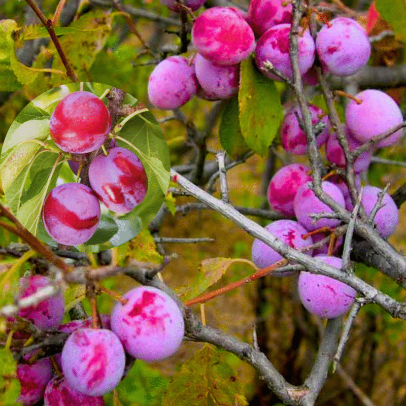 2 American Plum Trees Live Plants - Cold Hardy - 8-13 inch Tall - Image 5