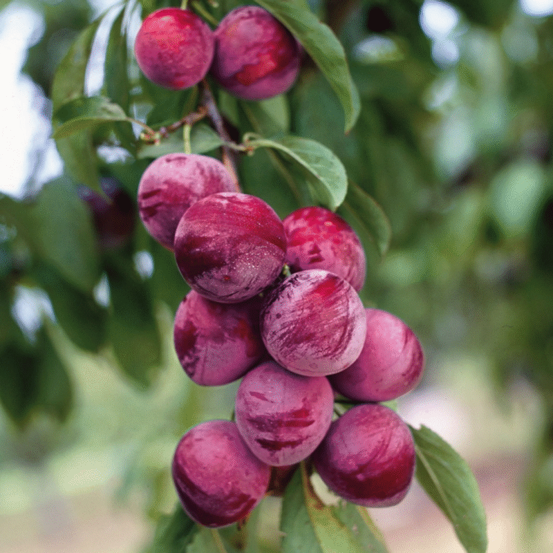 American Plum Tree Live Plant - Cold Hardy Seedling, 6-14" Tall - Image 2