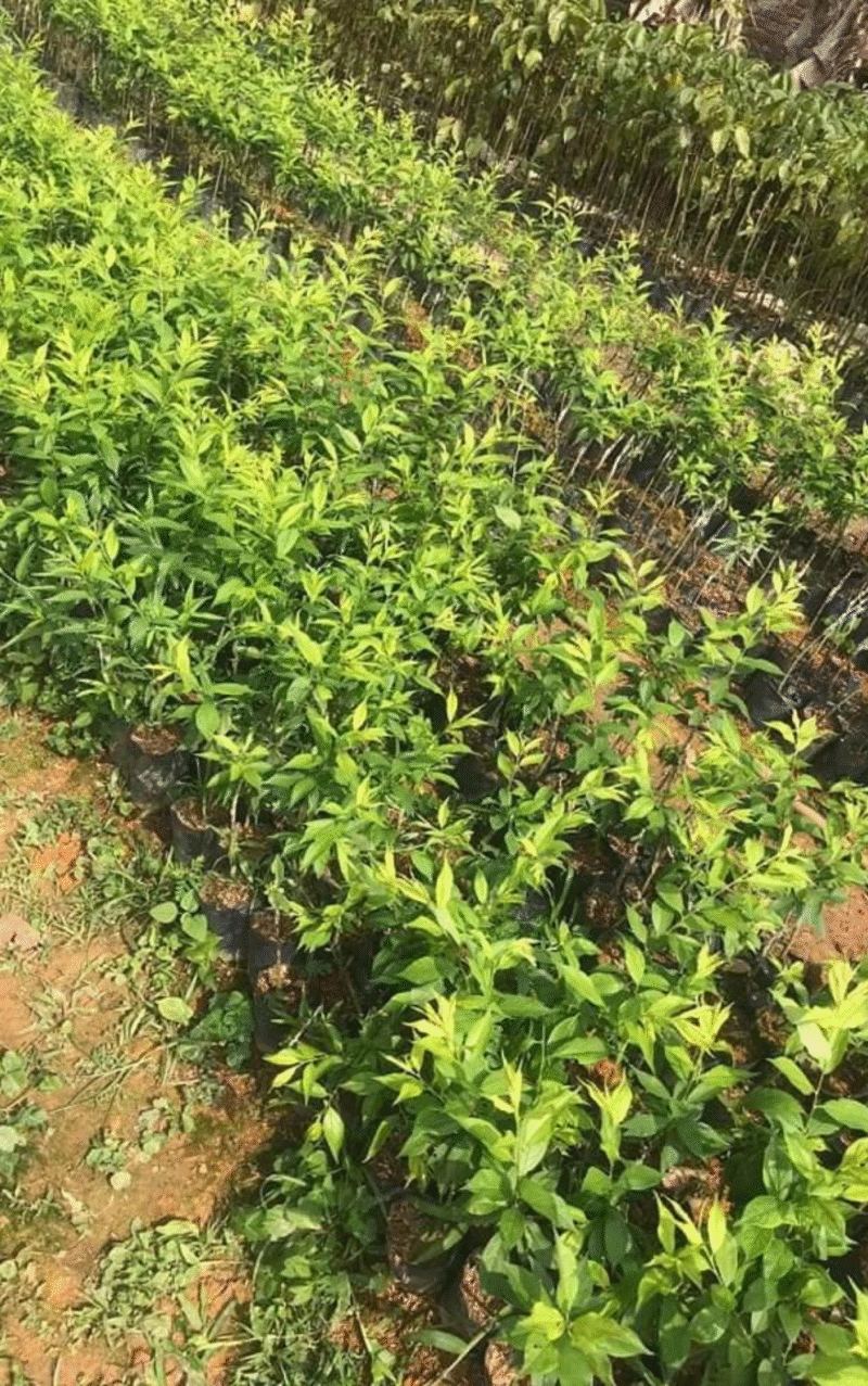 American Plum Tree Live Plant - Cold Hardy Seedling, 6-14" Tall - Image 5