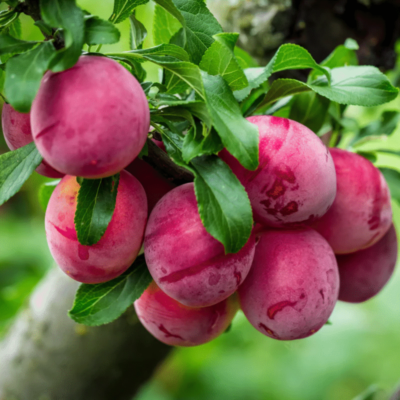 2 American Plum Trees Live Plants - Cold Hardy - 8-13 inch Tall - Image 3