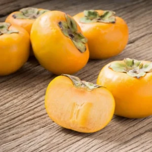 American Persimmon Tree Live Plant - 6-14 Inch Seedling - Cold Hardy Deciduous Tree