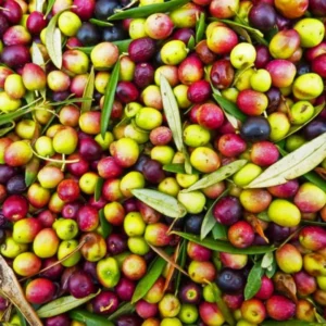 Arbequina Olive Tree Live Plant - 3 Ft Tall Olive Tree for Home & Garden