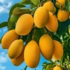 Ataulfo Mango Tree Live Plant - 4 Inch Pot - Sweet Tropical Fruit Starter