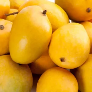 Ataulfo Mango Tree Live Plant - 4 Inch Pot - Sweet Tropical Fruit Starter