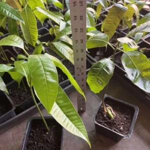 Ataulfo Mango Tree Live Plant - 4 Inch Pot - Sweet Tropical Fruit Starter