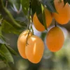 Ataulfo Mango Trees 2-Pack - 4 inch Pot - Yellow Mango Starter Plants