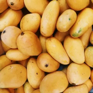 Ataulfo Mango Trees 2-Pack - 4 inch Pot - Yellow Mango Starter Plants