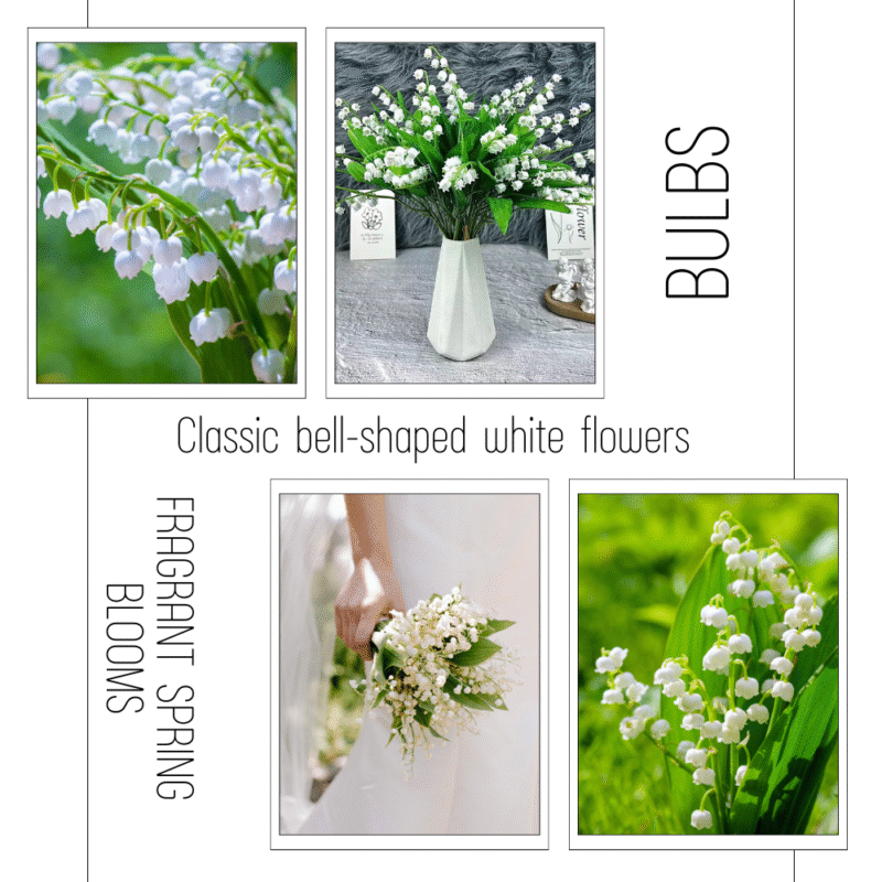 Lily of the Valley Bulbs - 10 Fragrant White Flower Bulbs - Perennial Outdoor Planting - Image 5