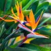 Bird of Paradise Plant Set - Tropical Ornamental Plants - 4-7 Inch