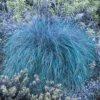 Blue Fescue Grass Live Plants - 2 Pots, 4 Plants - Ornamental Outdoor Grass