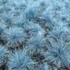 Blue Fescue Grass Plants - 6 Live Ornamental Grass Plants in 3 Pots
