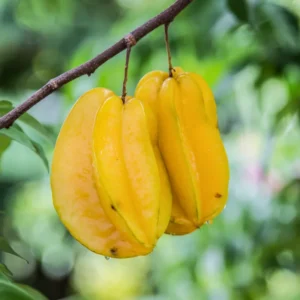Carambola Starfruit Tree 24-36 Inch Live Fruit Plant - Ready to Grow