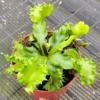 Chinese Dumpling Venus Flytrap Live Plant - Green Dionaea Muscipula Cultivar