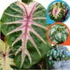 Colocasia Live Plants - Elephant Ear, 4-6" Tall, Indoor Outdoor