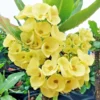 Crown of Thorns Plant - 3-5 Inch Succulent - Vibrant Blooms - Garden & Indoor