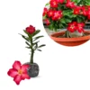 Desert Rose Plants Live - Adenium Obesum Succulent 4-7 Inch Vibrant Blooms
