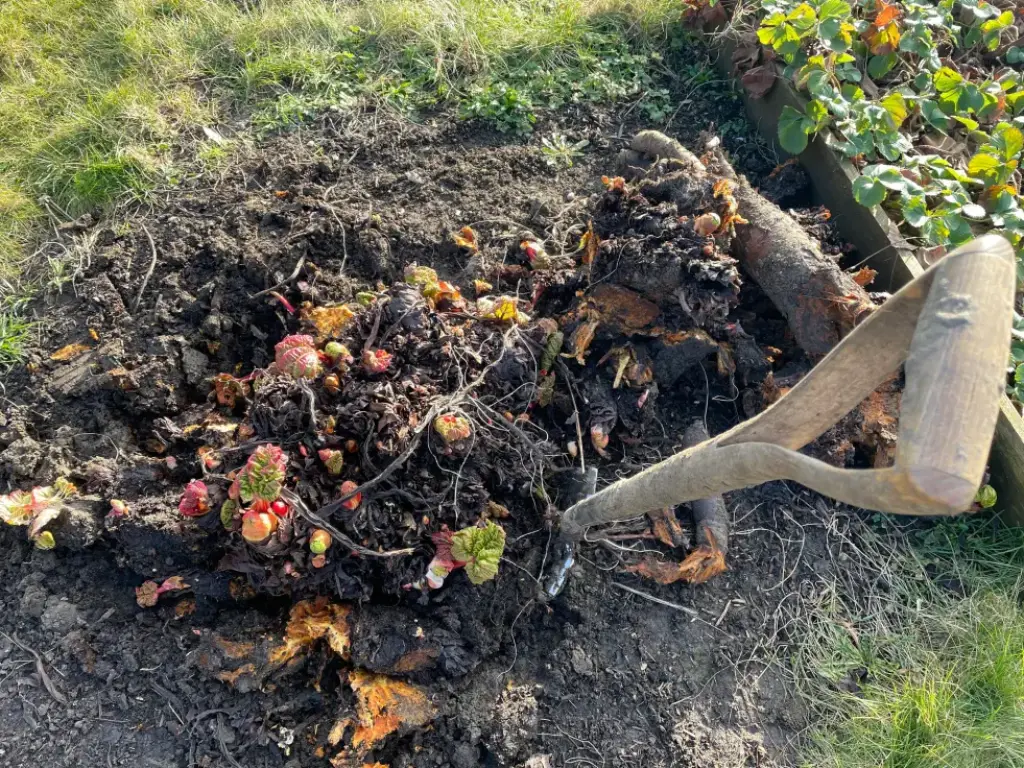 Divide Rhubarb