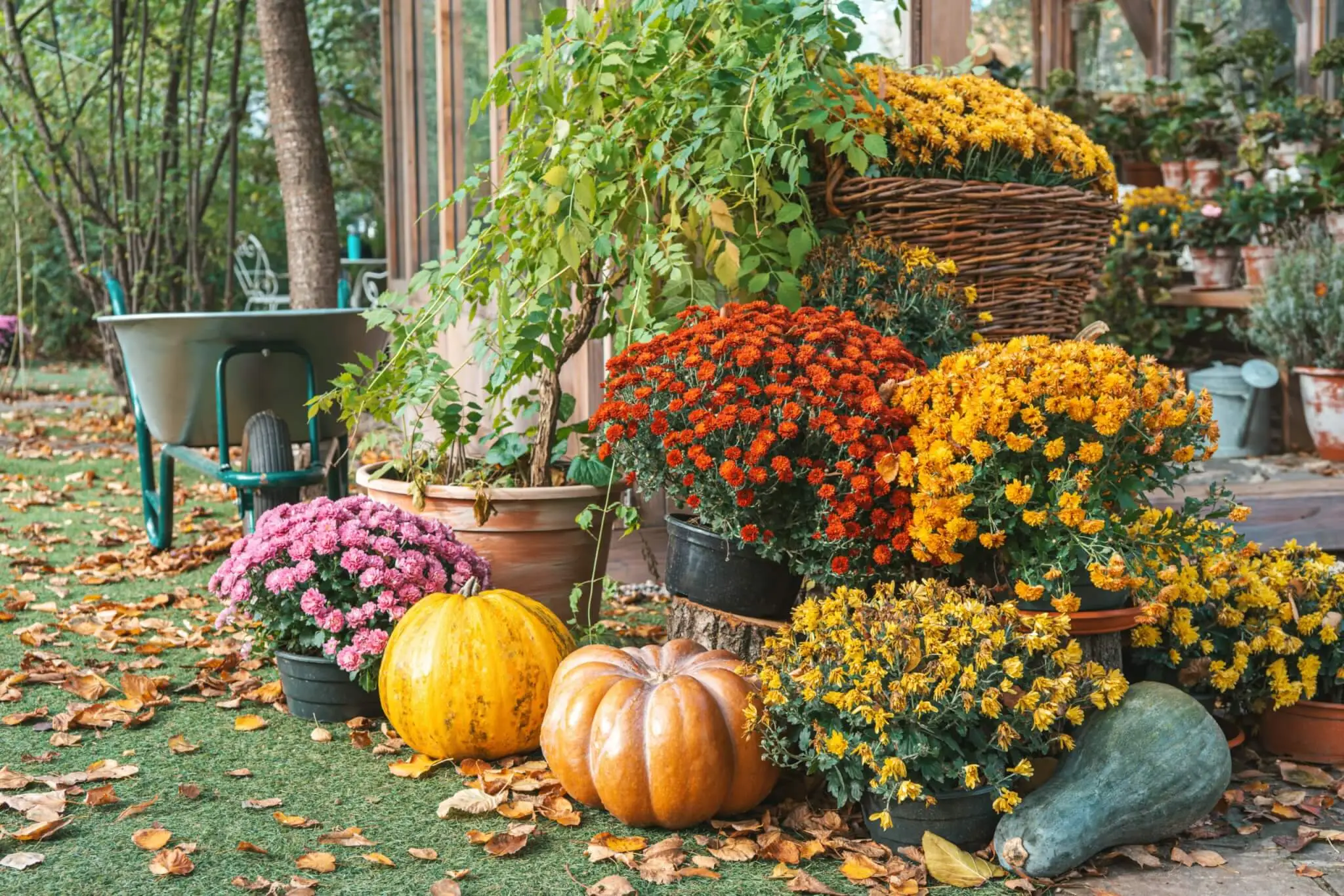 Fall garden sale banner - Garden Nursery