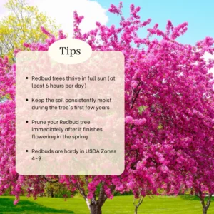 Flowering Purple Redbud Plant Live - Quart Pot Eastern Redbud Tree Cold Hardy