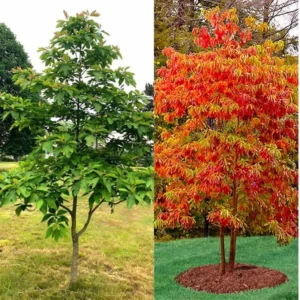 Fragrant Sassafras Tree Live Plant - Quart Pot - Autumn Color Seedling