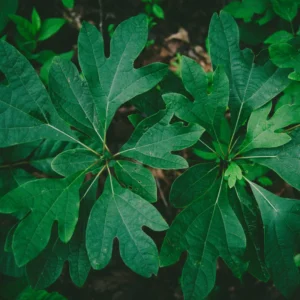 Fragrant Sassafras Tree Live Plant - Quart Pot - Autumn Color Seedling