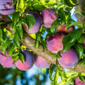 Fruit-Bearing Plum Tree - American Plum Tree in Quart Pot - Hardy Plant