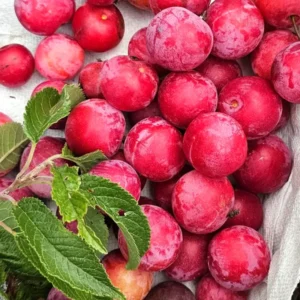 Fruit-Bearing Plum Tree - American Plum Tree in Quart Pot - Hardy Plant