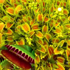 Giant Venus Flytrap Plant Live, High Yield Dionaea Muscipula Cultivar